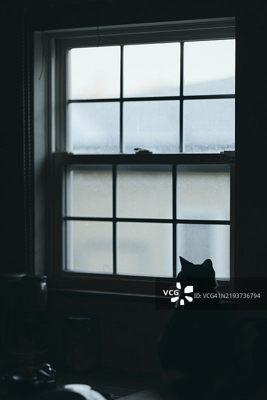 窗台上坐着的猫特写图片素材