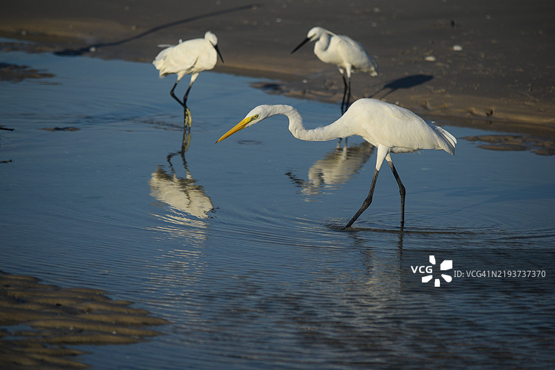 湖中鸟类的侧面视图图片素材