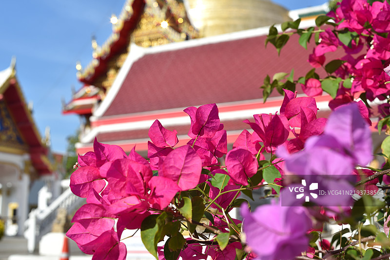 开花的九重葛与背景中的寺庙图片素材
