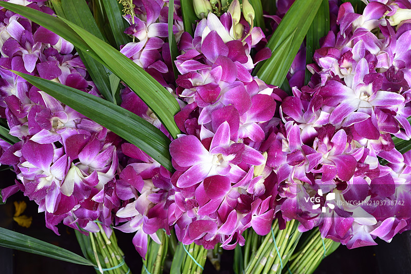 束缚的兰花图片素材