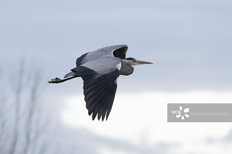 灰鹭（Ardea cinerea），飞翔中的鹭，德国北莱茵-威斯特法伦，欧洲图片素材