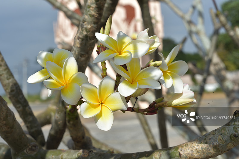 佛教寺庙中的鸡蛋花图片素材