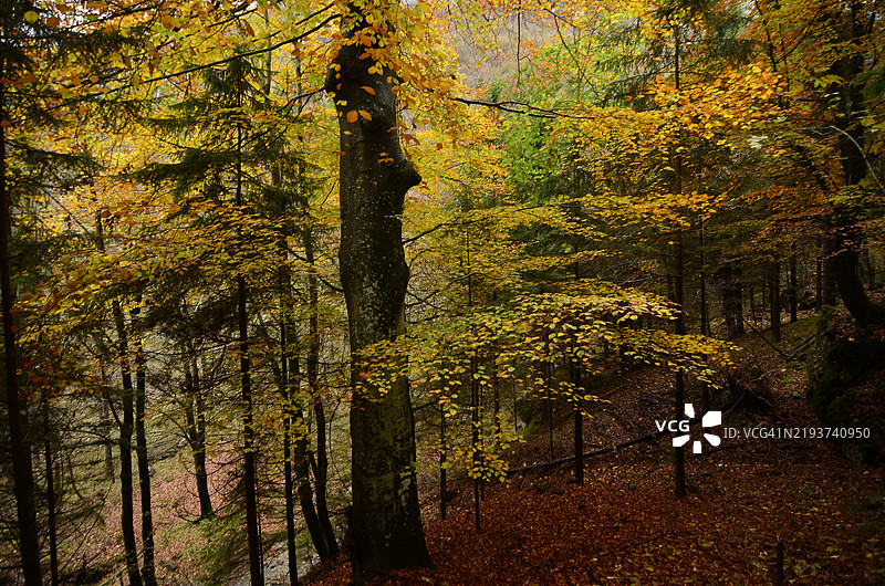 阿尔卑斯山的秋天图片素材