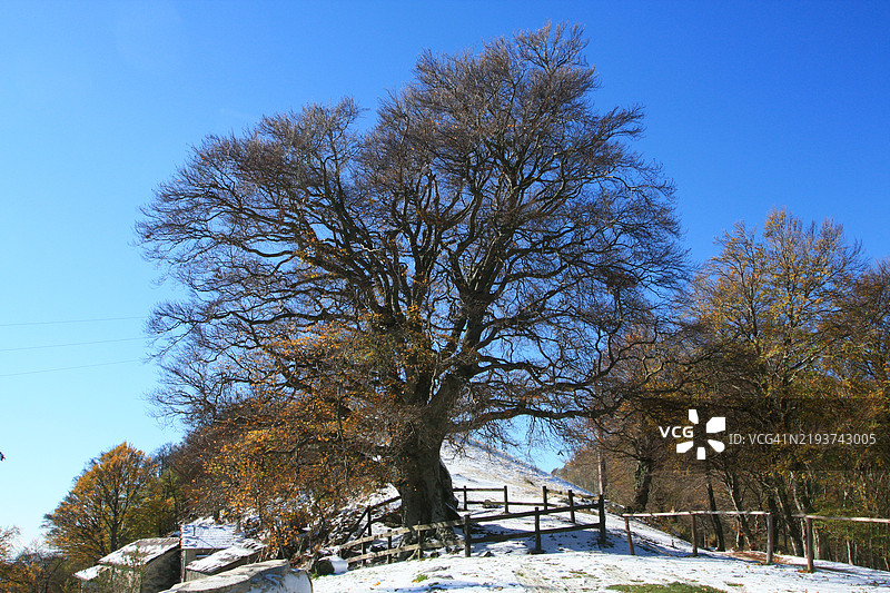 雪覆盖的山丘上的老山毛榉树图片素材