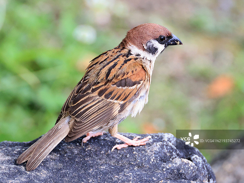 日本广岛的欧亚树雀图片素材