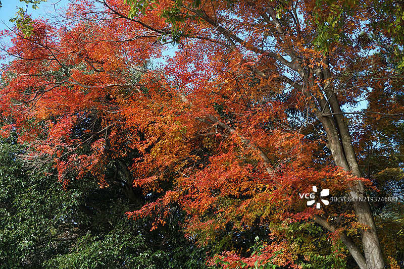 秋季森林中树木的低角度视图图片素材