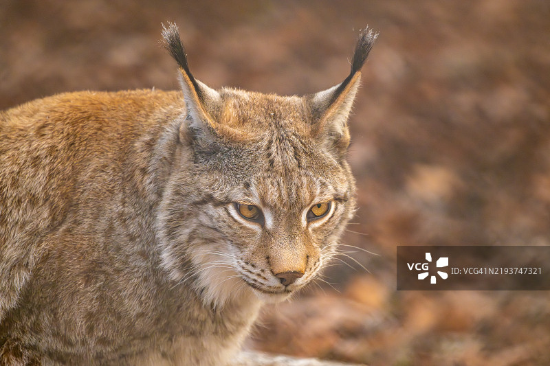 狮子的特写肖像图片素材