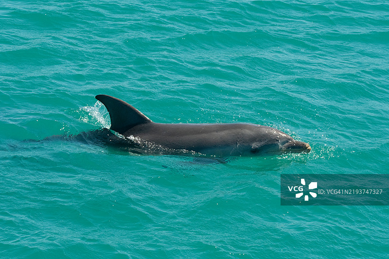 高角度视图的海豚在海中游泳图片素材