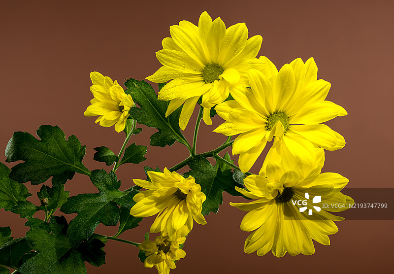 明亮的黄色菊花特写，乌克兰敖德萨州敖德萨图片素材