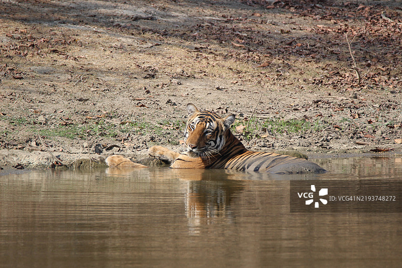 雄伟的老虎在水坑中放松 - 令人惊叹的野生动物摄影，印度图片素材