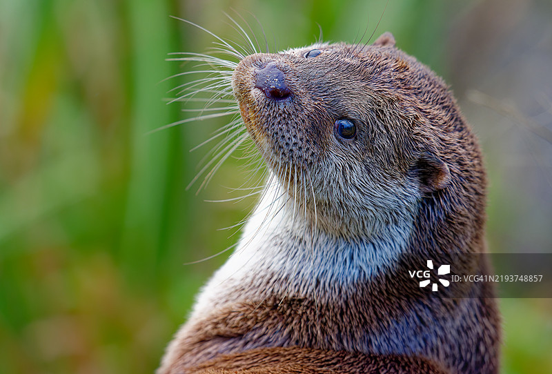 年轻鱼獺的特写肖像图片素材