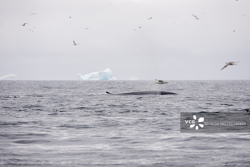 格林兰的鳍鲸（Balaenoptera physalus）与冰山和飞翔的鸟类图片素材
