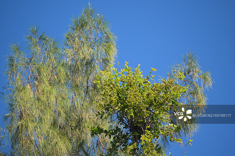 低角度视图的开花树与晴朗的蓝天相映衬图片素材