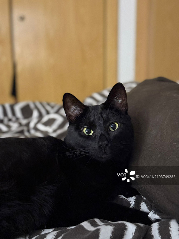 黑猫的特写肖像图片素材