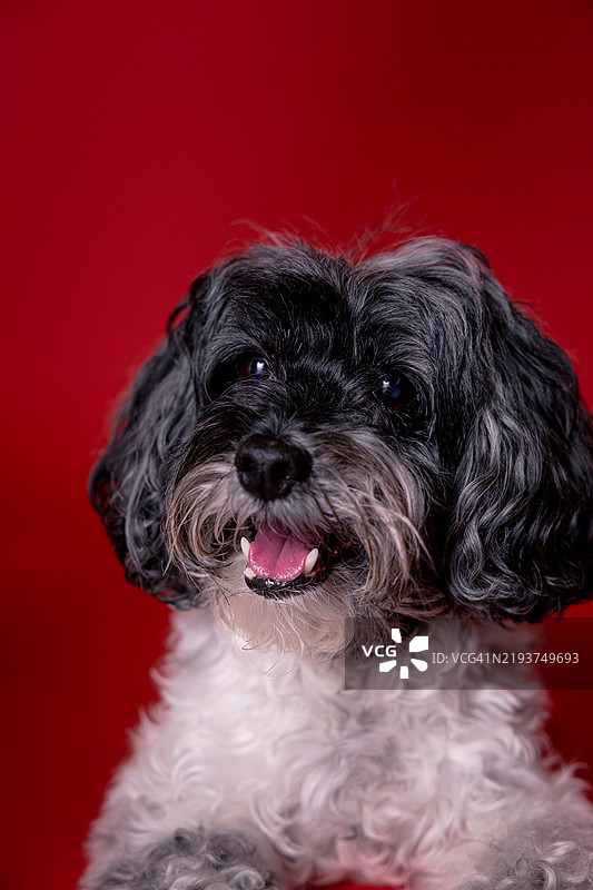 纯种哈瓦那犬特写，背景为红色，宾夕法尼亚州兰卡斯特，美国图片素材