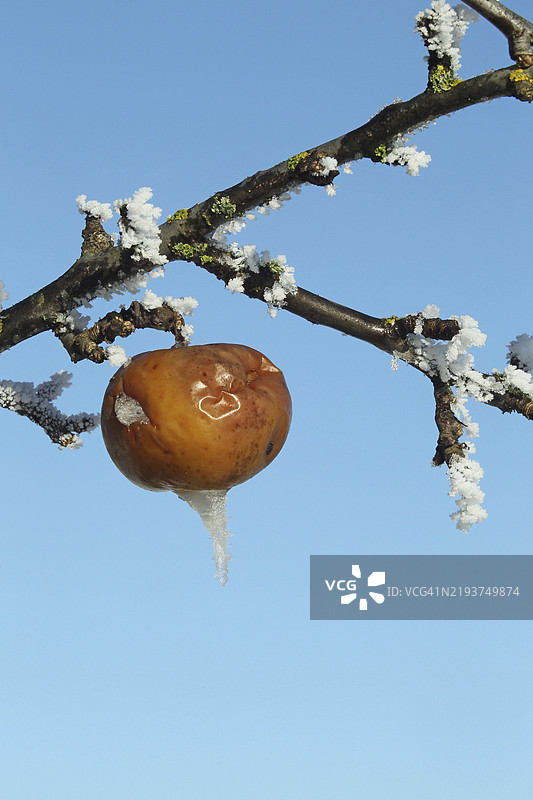 霜冻中的苹果，德国巴伐利亚州阿尔高图片素材