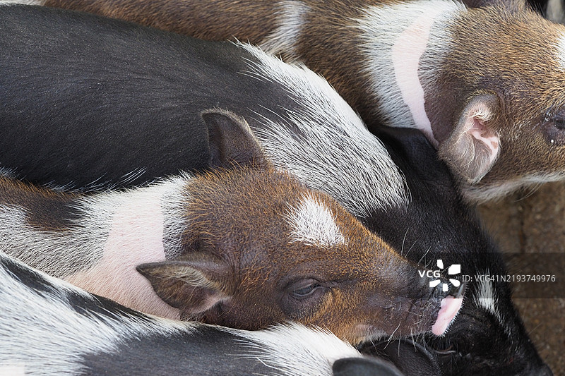 猪的特写镜头图片素材