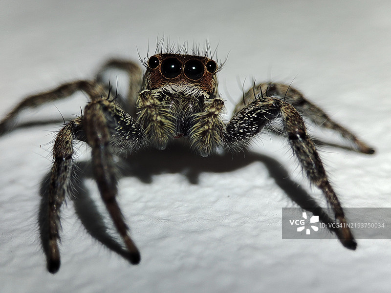 伊朗的蜘蛛特写镜头图片素材
