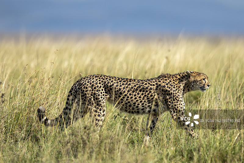 猎豹狩猎，肯尼亚马赛马拉国家保护区图片素材