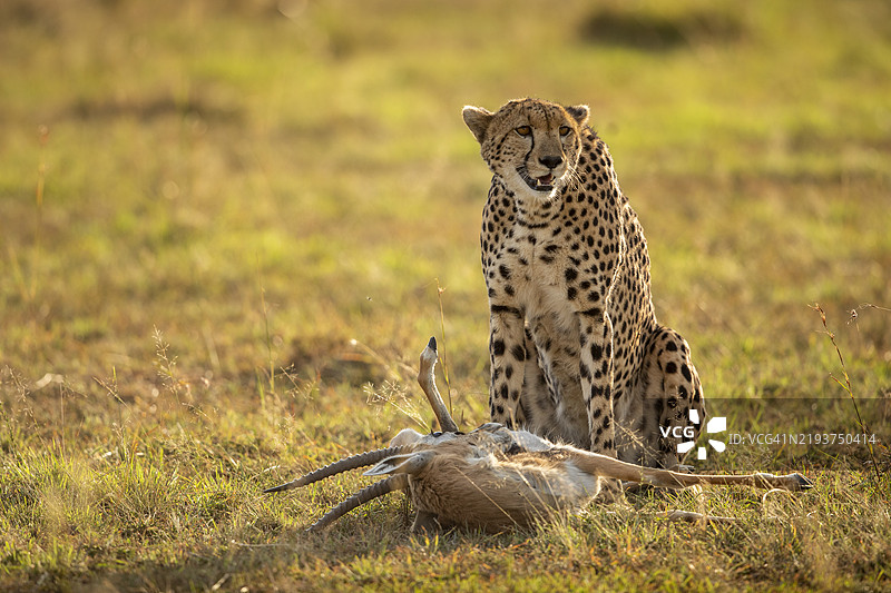 猎豹窒息了汤普森瞪羚，马赛马拉国家保护区，肯尼亚图片素材