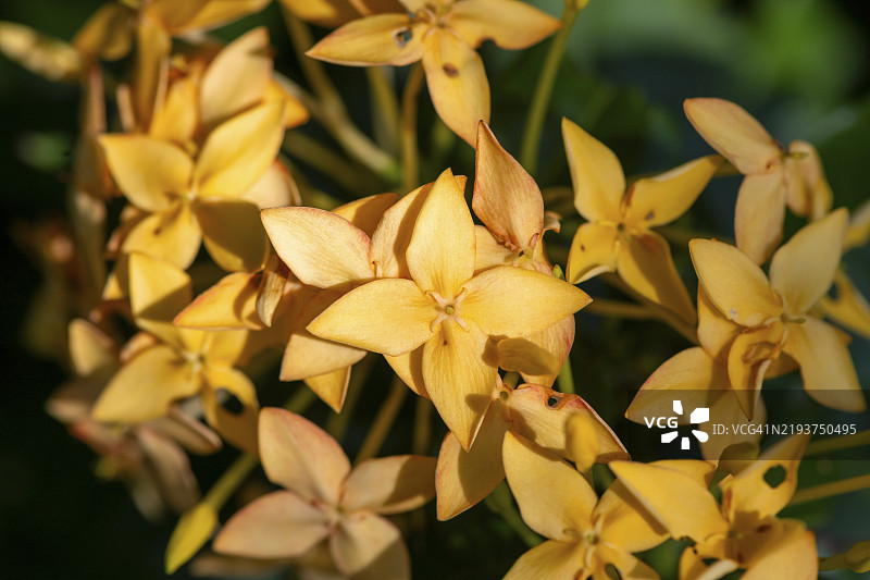 黄花九重葛，哥斯达黎加托尔图盖罗国家公园，中美洲图片素材