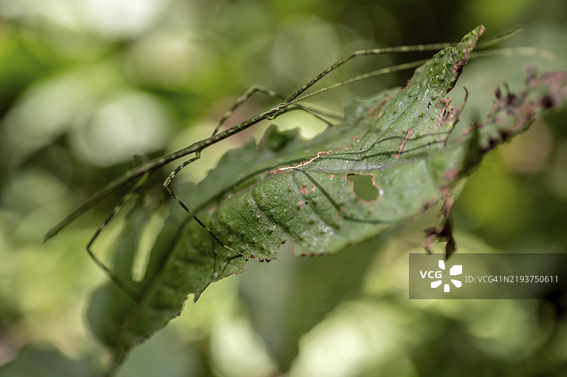 绿色图案的幽灵昆虫（Phasmatodea）在叶子上伪装，科尔科瓦多国家公园，奥萨半岛，普恩塔雷纳省，哥斯达黎加，中美洲图片素材