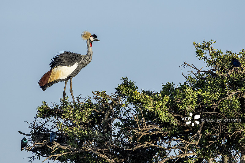 灰冠鹤，马赛马拉国家保护区，肯尼亚图片素材
