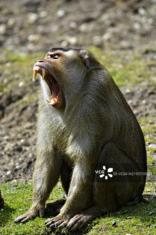 猕猴在田野上坐着的特写镜头图片素材