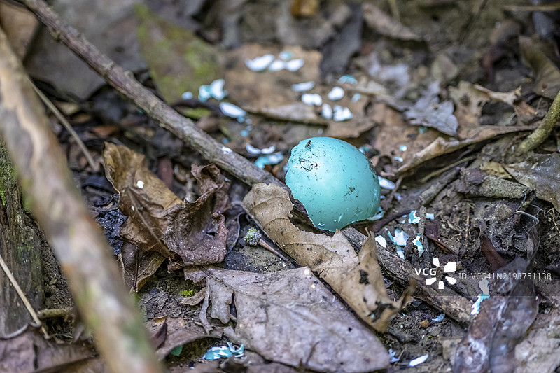 青绿色的蛋壳,破碎的蛋在森林地面上,科尔科瓦多国家公园,奥萨半岛,普恩塔雷纳省,哥斯达黎加,中美洲图片素材
