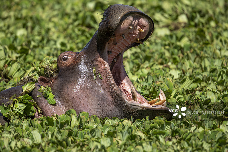 打哈欠的河马，肯尼亚马赛马拉国家保护区图片素材