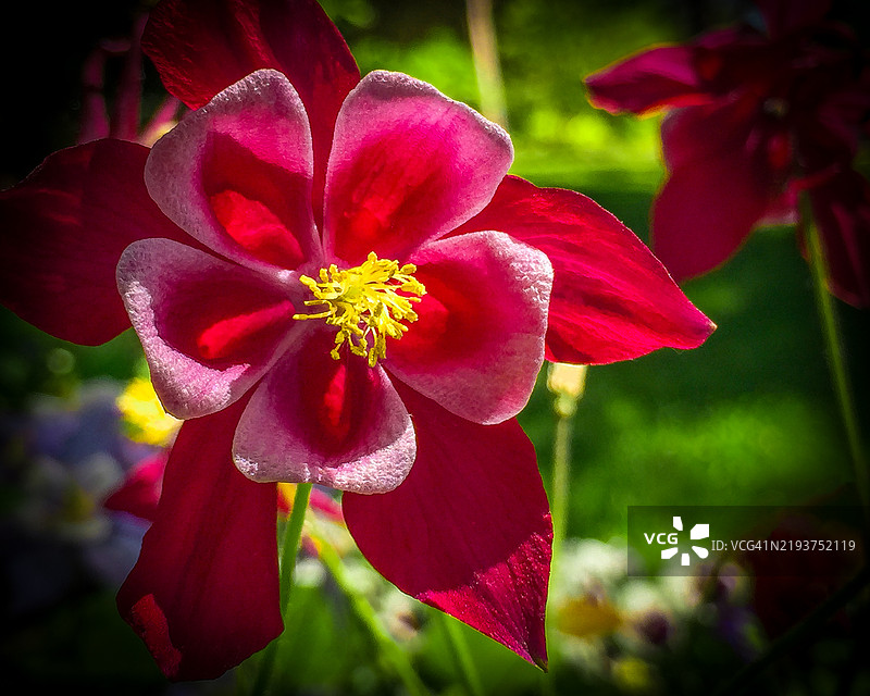 红色开花植物的特写，塔尔萨，俄克拉荷马州，美国图片素材
