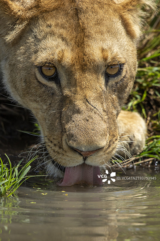 母狮在肯尼亚马赛马拉国家保护区的水坑饮水图片素材