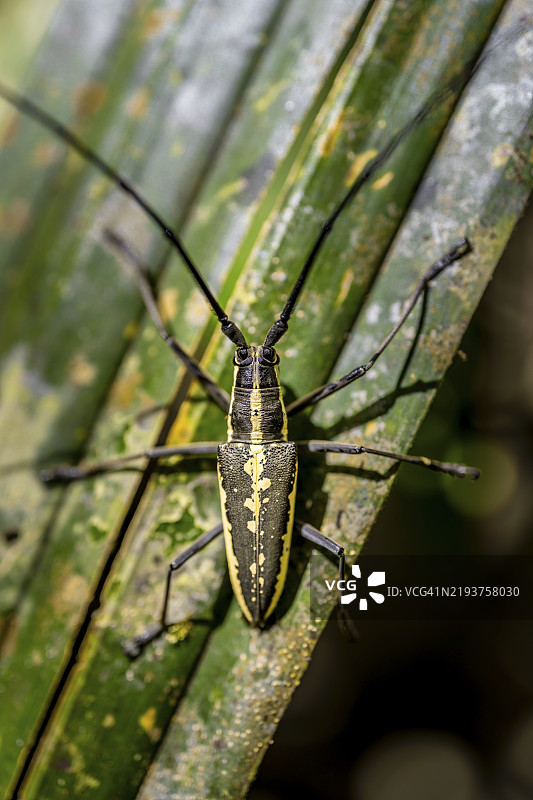 平头长角甲虫（Taeniotes scalatus），栖息在叶子上，科尔科瓦多国家公园，奥萨半岛，普恩塔雷纳省，哥斯达黎加，中美洲图片素材