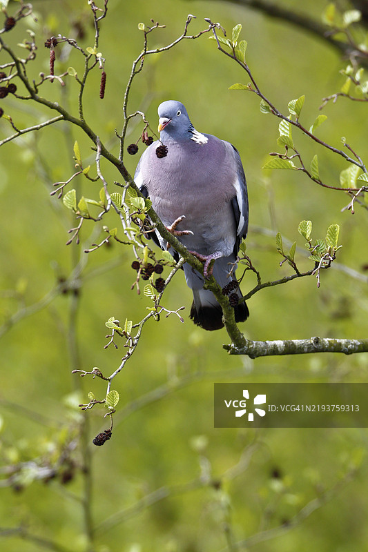木鸽（Columba palumbus）在树上收集筑巢材料，位于德国梅克伦堡-前波美拉尼亚的佩内塔尔自然公园。图片素材