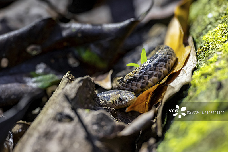 森林地面的加德蛇(Colubridae),热带雨林,科尔科瓦多国家公园,奥萨半岛,普恩塔雷纳省,哥斯达黎加,中美洲图片素材