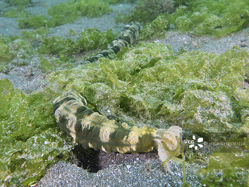 蛇形海洋生物，羽口海参（Synapta maculata），在沙底的绿藻中扭动，潜水地点：秘密湾，吉利马努克，巴厘岛，印度尼西亚，亚洲图片素材