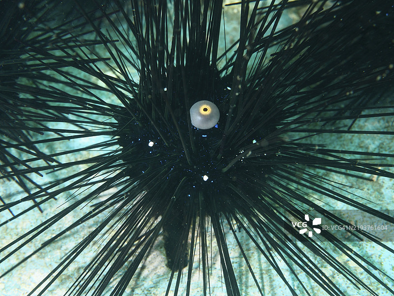 长刺的阿尔巴西亚海胆和一只眼睛，刺海胆，位于沙质海床，潜水地点：秘密湾，吉利马努克，巴厘岛，印度尼西亚，亚洲图片素材