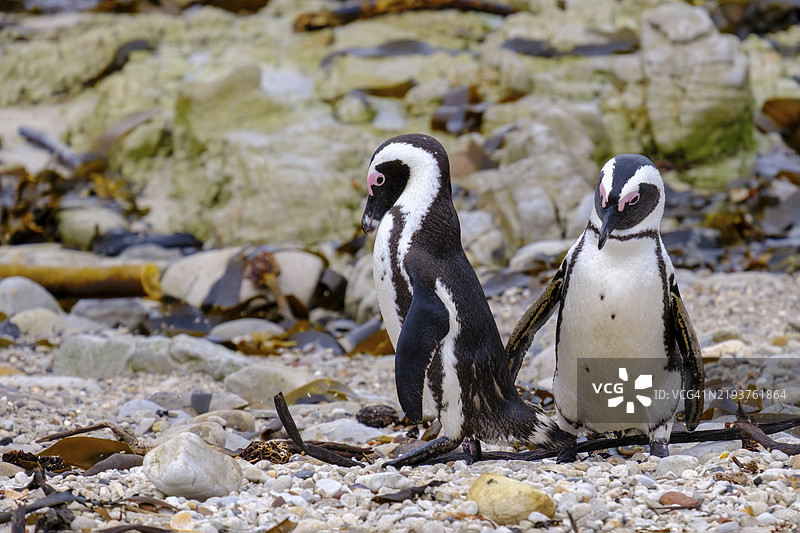 非洲企鹅，企鹅，斯通尼角企鹅栖息地，贝蒂湾，花园大道，西开普省，南非，非洲图片素材