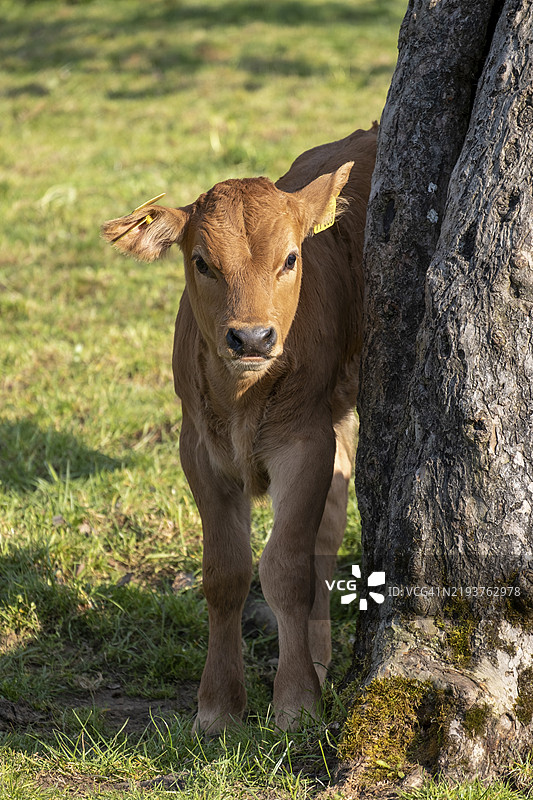 穆尔瑙韦尔登费尔斯牛，牛犊，母牛，草地上的牛，巴德海尔布伦，上巴伐利亚，巴伐利亚，德国，欧洲图片素材