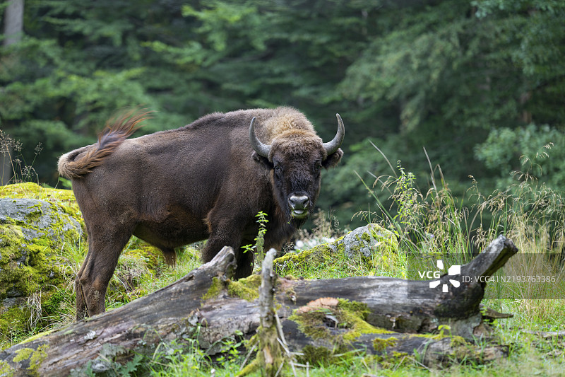 欧洲德国的近自然栖息地中的欧洲野牛（Bison bonasus）公牛正在吃草，圈养状态。图片素材