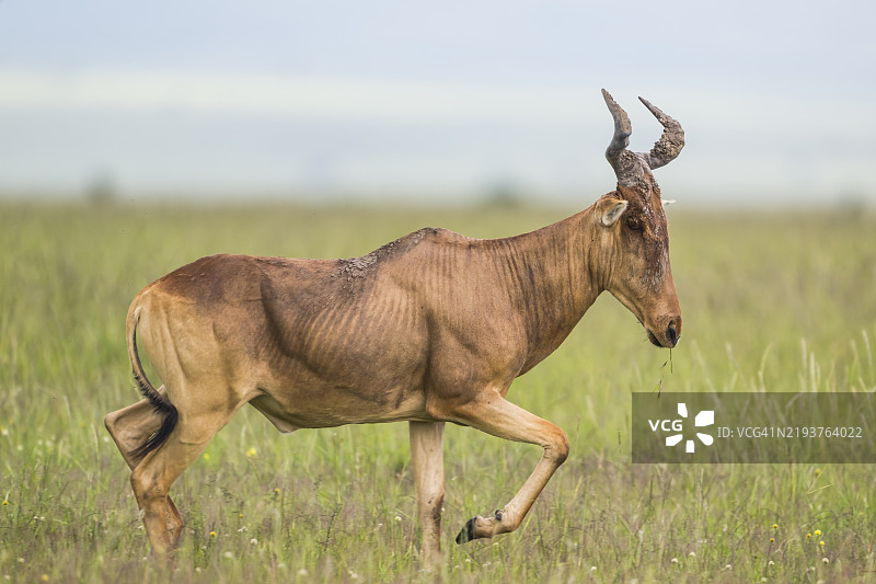 可可斯哈特比斯特图片素材