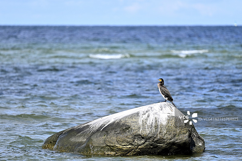 鸬鹚(Phalacocorax carbo),坐在海中的岩石上,波尔岛,梅克伦堡-前波美拉尼亚,德国,欧洲图片素材