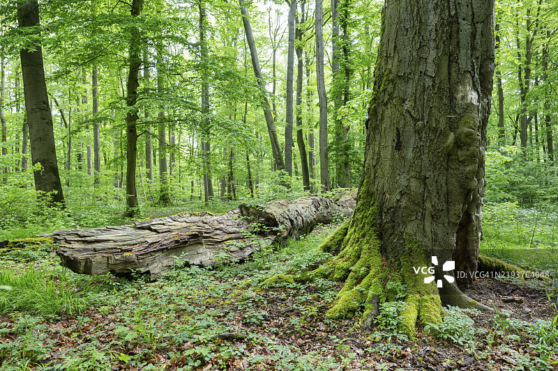 近自然的落叶林，铜色山毛榉（Fagus sylvatica）枯木，海尼希国家公园，图林根州，德国，欧洲图片素材