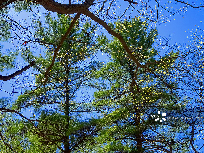 秋天的树木图片素材