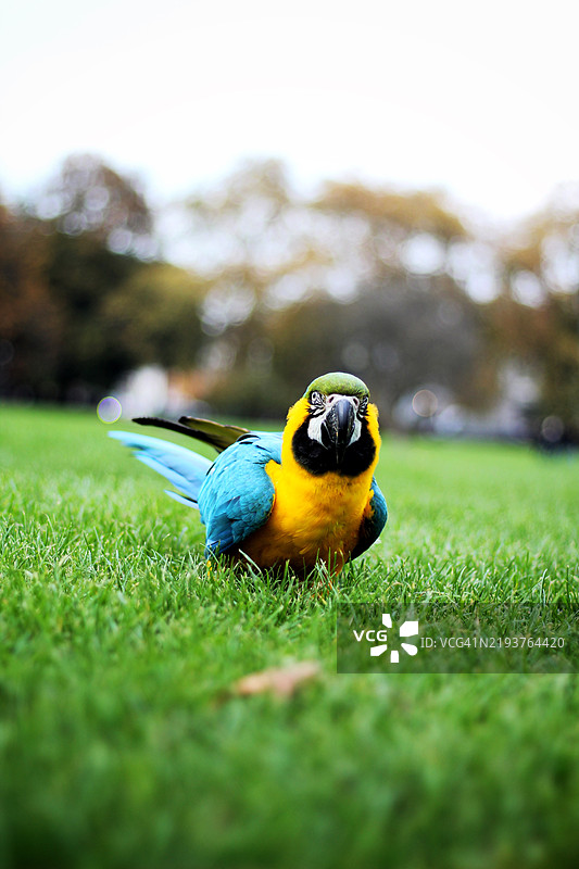 鹦鹉在草地上栖息的特写，伦敦，英国图片素材