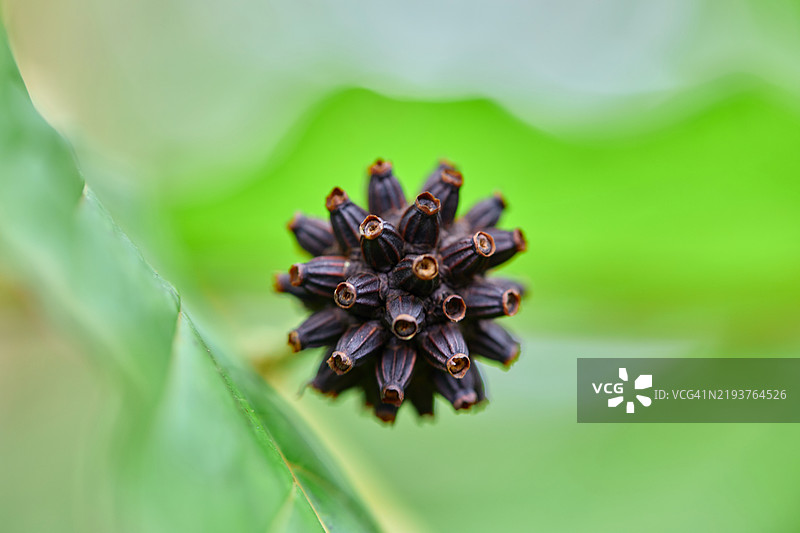 干燥的米特拉根叶或克拉托姆种子的特写视图，附着在树枝上图片素材