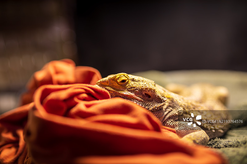 蜥蜴特写，俄勒冈州波特兰，美国图片素材