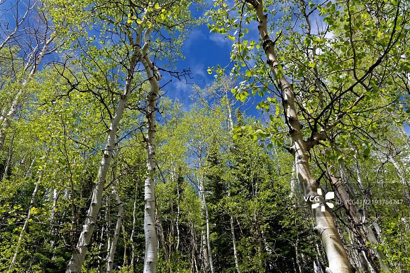 美国森林中的树木图片素材