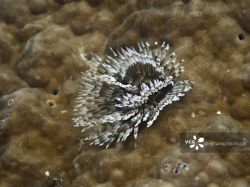 印度太平洋管虫（Sabellastarte spectabilis）栖息在石珊瑚上，潜水地点：巴厘岛，Penyapangan，Prapat，印度尼西亚，亚洲图片素材