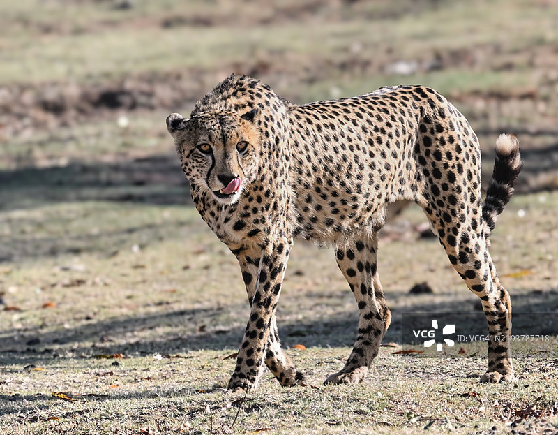 雄性野生猎豹在开阔地带行走时舔着嘴唇图片素材